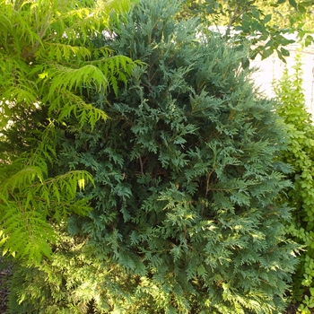 Thuja occidentalis 'BailJohn' PP15,850