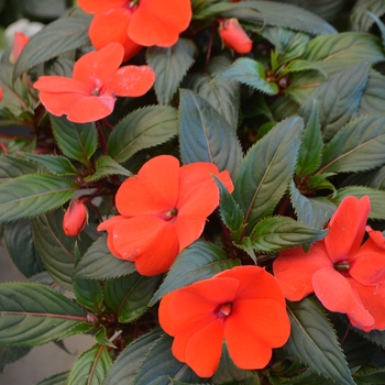 Impatiens hawkeri 'Talon' 