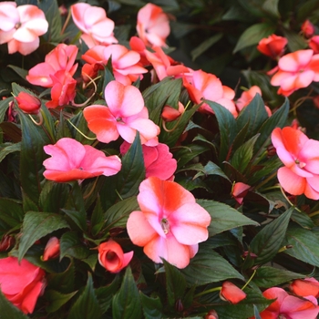 Impatiens hawkeri 'Sphynx' 