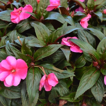 Impatiens hawkeri 'Sparta Improved' 