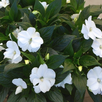 Impatiens hawkeri 'Orestes' 