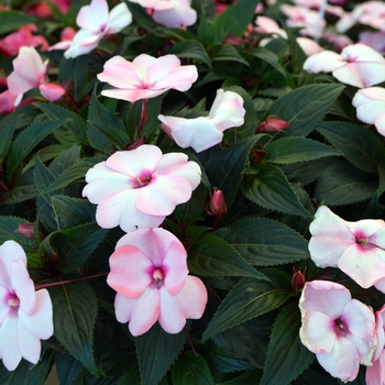 Impatiens hawkeri Odyssey® 'Helen'