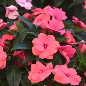 Impatiens hawkeri 'Delilah' USPPAF