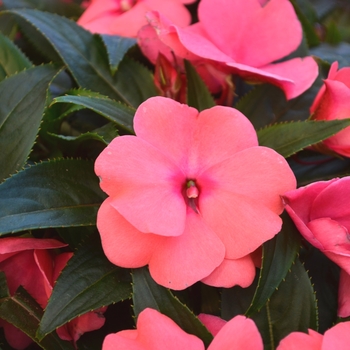 Impatiens hawkeri Odyssey® 'Delilah' (111641)