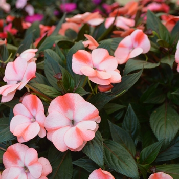 Impatiens hawkeri Odyssey® 'Carpo'