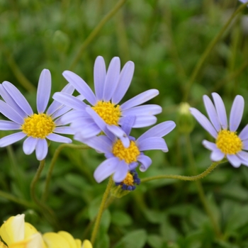 Felicia 'Azure Blue' (111644)