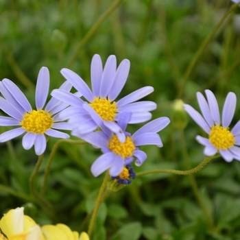 Felicia 'Azure Blue'