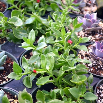 Aptenia cordifolia 'Red Apple'