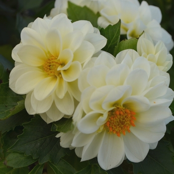 Dahlia LaBella® 'Medio White'