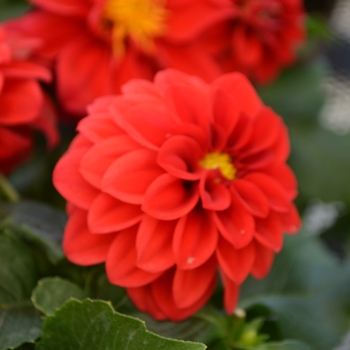 Dahlia LaBella® 'Medio Red'