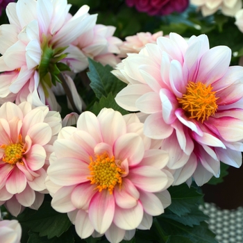 Dahlia 'Medio Pink Eye' 