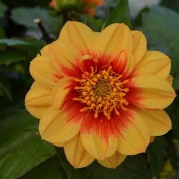 Dahlia LaBella® 'Medio Golden Eye'