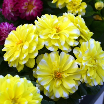 Dahlia 'Medio Fun Yellow Picotee' 