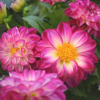 Dahlia 'Medio Fun Violet Flame' 