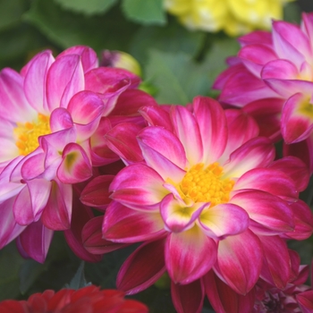 Dahlia 'Medio Fun Violet Flame' 