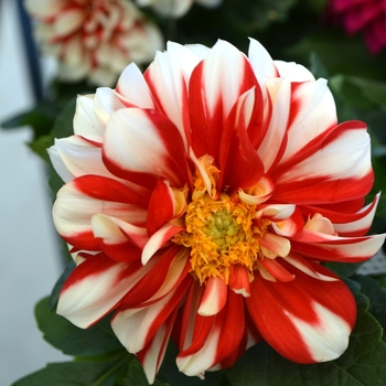 Dahlia LaBella® 'Medio Fun Red Picotee'