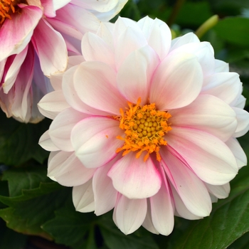 Dahlia LaBella® 'Medio Fun Pink Eye'