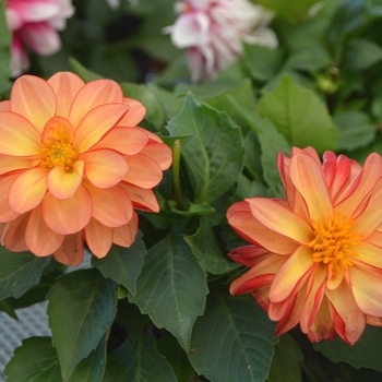 Dahlia LaBella® 'Medio Fun Orange Bicolor'