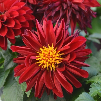 Dahlia 'Medio Dark Red' 