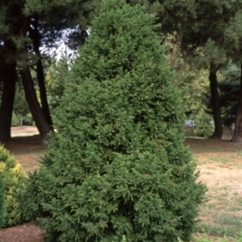 Cryptomeria japonica 'Taisho Tama' 