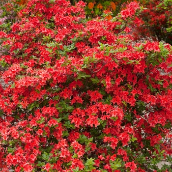 Rhododendron Electric Lights™ 'Red' PP26,601