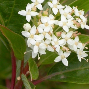 Cornus sericea 'Bergeson Compact' 