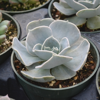 Echeveria 'Pollux'