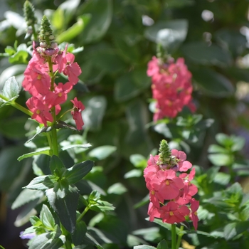 Diascia 'Upright Rose Pink' 