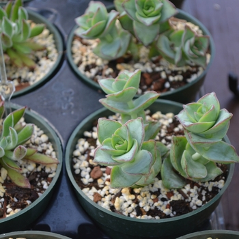 Crassula perforata