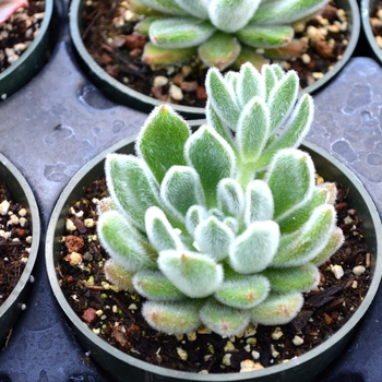 Echeveria pulvinata 