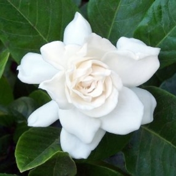 Gardenia jasminoides 'Miami Supreme' 