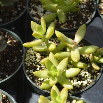 Sedum adolphii 