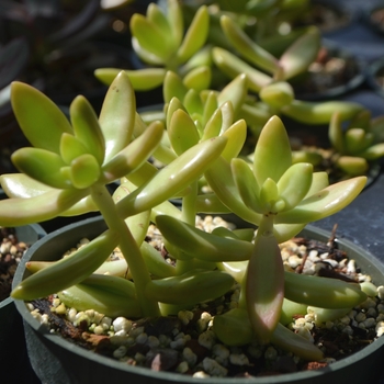 Sedum adolphii