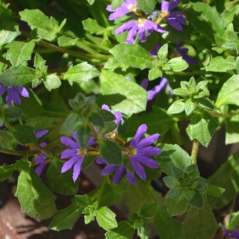 Scaevola Surdiva® 'Blue Violet'