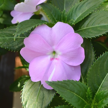 Impatiens hawkerii 'Compact Lavender' 