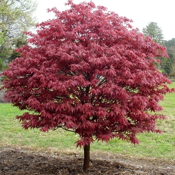Acer palmatum 'Rhode Island Red' 