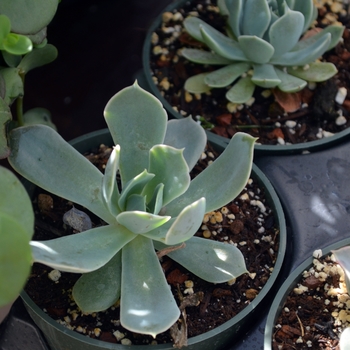 Echeveria runyonii 'Pink Edge'