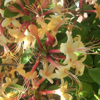 Rhododendron x keiskei 'Mary Fleming' 