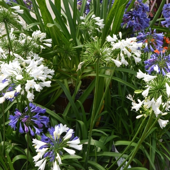 Agapanthus 'Ever White™'