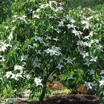 Cornus kousa 'Weaver's Weeping' 