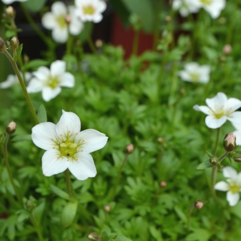 Saxifraga x arendsii 'White' 