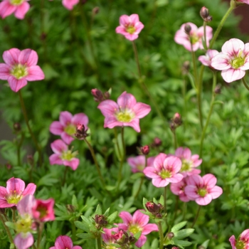 Saxifraga x arendsii Alpino Early™ 'Pink'