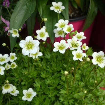 Saxifraga x arendsii 'Lime' 