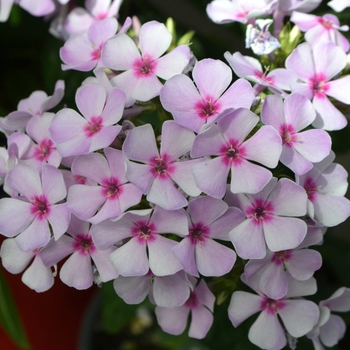 Phlox paniculata 'Early Pink Blush' 