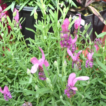 Lavandula stoechas 'Pink' 