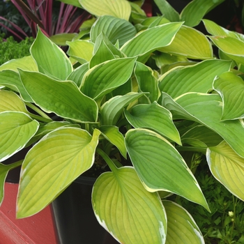 Hosta 'Hasta Manana' 