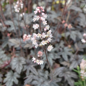 Heucherella 'Infinity' PPAF