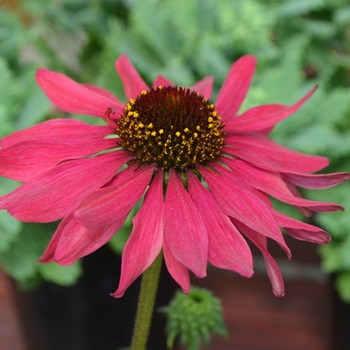 Echinacea purpurea 'Sweet' PPAF