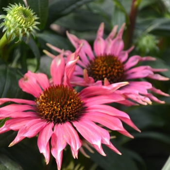 Echinacea purpurea Meadow Mama 'Playful'