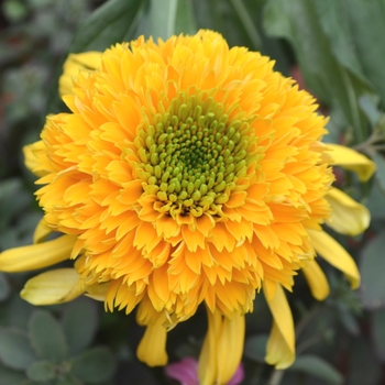 Echinacea purpurea Cone-fection™ 'Lemon Drop™'